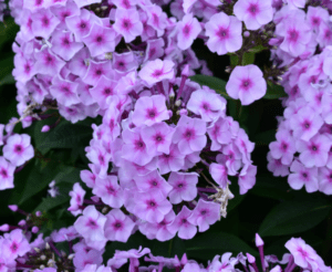 Phlox 'KaPow Soft Pink' from Darwin Perennials