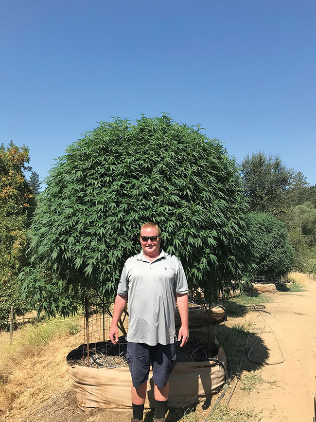 “Head high by July” is an adage cannabis growers use to measure growth of outside growing plants, but with proper nutrition you can grow far higher cannabis plants.