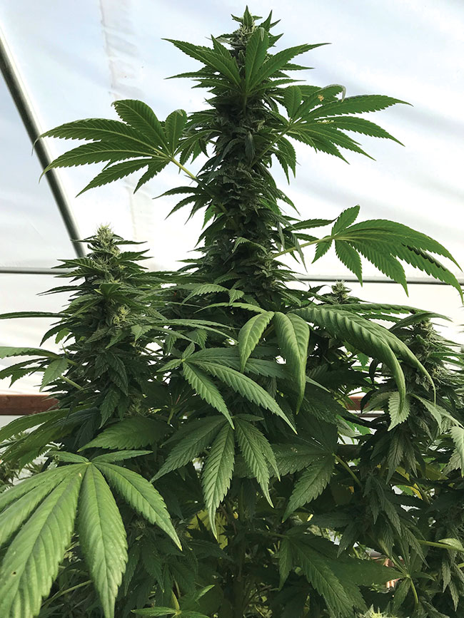 Corn cob like colas demand high nutrients for their bulky growth as well as for an inherent reserve for transfer to seeds, so make sure proper nutrients are available to cannabis plants during flowering.