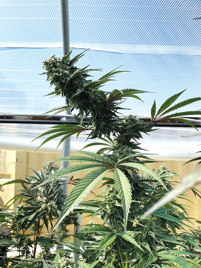 When cannabis shifts to flowering, the plant starts forming secondary fibers in its stems to support its colas. If silicon is available then, cannabis forms thicker fibers—preventing bending of top-heavy colas.