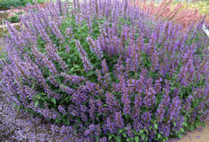 Agastache Blue Bayou from Walters Gardens
