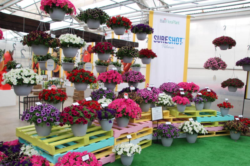 The petunia SureShot series from Ball FloraPlant at CAST 2023