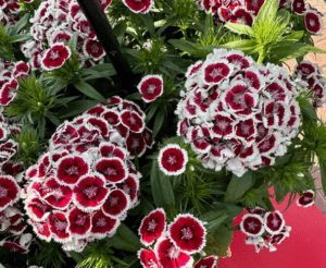 Dianthus 'Dart Red White Picotee'_PanAmerican Seed CAST 2024