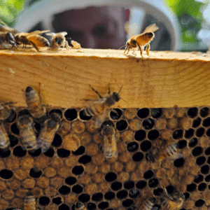 Honeybees2-_Photo-Kim-Baker-300x300