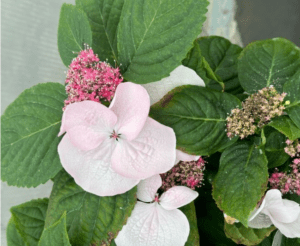 Hydrangea ‘Game Changer Giant Pink‘_Green Fuse CAST 2024