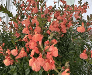 Salvia 'Vibe Ignition Orange'_PlantHaven CAST 2024