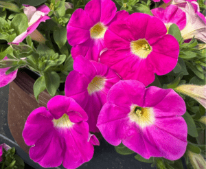 Danziger_Petunia Cascadias Rose CAST 2024