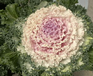 Brassica Bright and Early series (ornamental kale) Syngenta Flowers CAST 2024