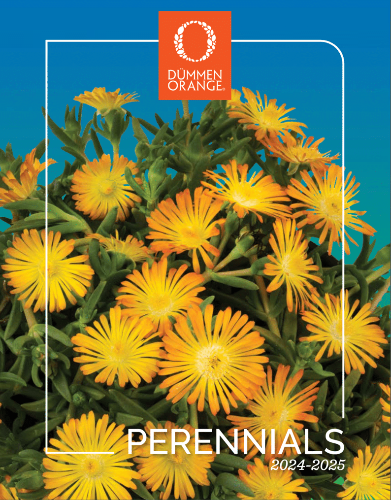 2024-25 Dümmen Orange perennials catalog front cover