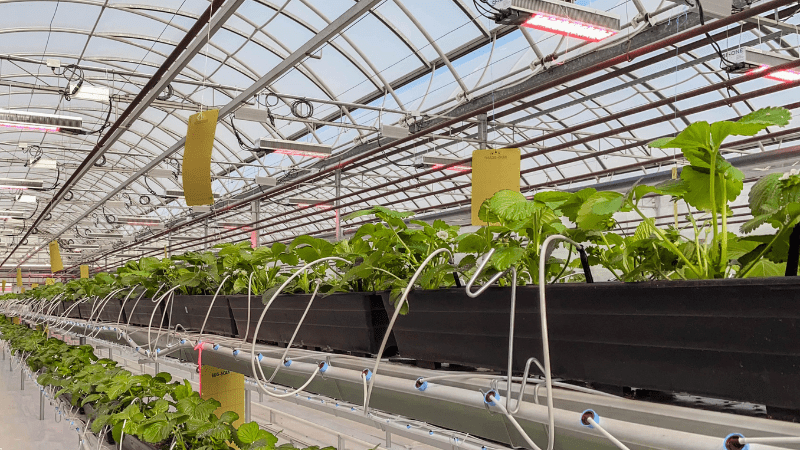 The Center for Horticultural Innovation Sollum Tech