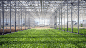 New Texas Greenhouse For BrightFarms - Greenhouse Product News