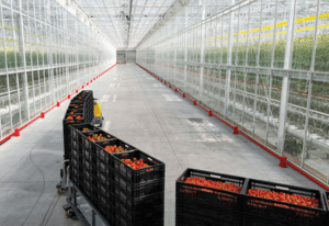 Tomato crops shown in an indoor greenhouse growing environment, in harvesting bins at Red Sun Farms. Photos courtesy of Red Sun Farms.