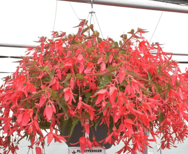 Beekenkamp Begonia ‘Encanto Pink’ Photo courtesy of Plantpeddler.
