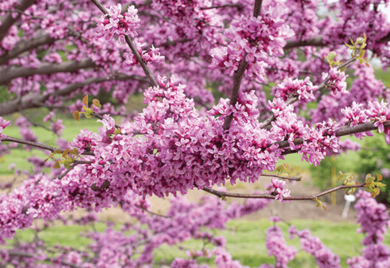 Cercis, Red Bud, in bloom. Feature image.