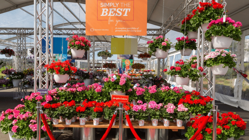 Dümmen Orange displayed its extensive lineup of annuals, perennials, potted crops, and houseplants during 2024 CAST at Center of Effort winery in Arroyo Grande, Calif.
