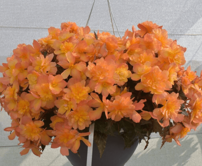 Dümmen Orange Begonia ‘I’Conia First Kiss Del Sol’ Photo courtesy of Plantpeddler.
