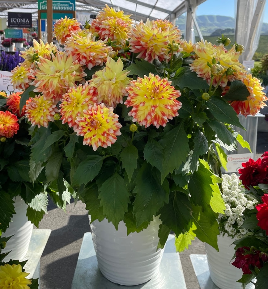 Hypnotica Candy Corn Dahlia