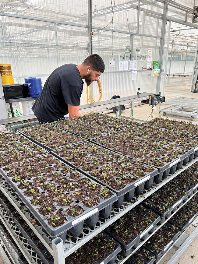 Tissue cultureplants of ‘Silver Gem’ have been planted in soil and will enter a mist house until rooted. Photos courtesy of North Creek Nurseries.