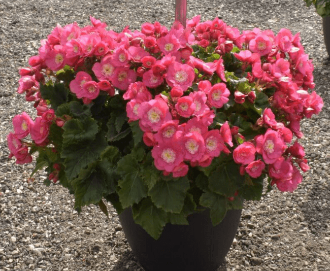 Koppe Begonia ‘Belove Rose’ Photo courtesy of Plantpeddler.