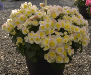 Koppe Begonia ‘Valentino White’ Photo courtesy of Plantpeddler.