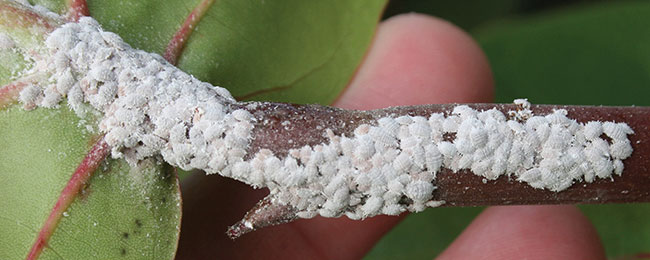 Mealybugs exhibitpenetration resistance by extending the time required for the insect to be affected.
