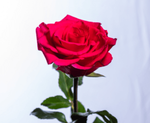 cut rose vi pink by Ri Roses Equiflor LLC