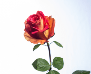 Cut rose Grandiose by Jet Flower Growers