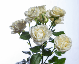 Cut spray rose Bridal Veil by Eufloria Flowers