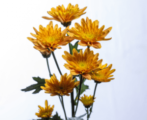 Cut chrysanthemum Bonita Orange by Royal Van Zanten