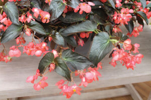 Begonia-Dragon-Wing-Red-Bronze-Leaf-3