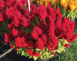 Celosia-Flamma-Red_Sakata_Photo-courtesy-of-Vaughn-Fletcher-Jan-2023