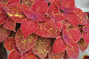 Coleus-Talavera-Moondust-2