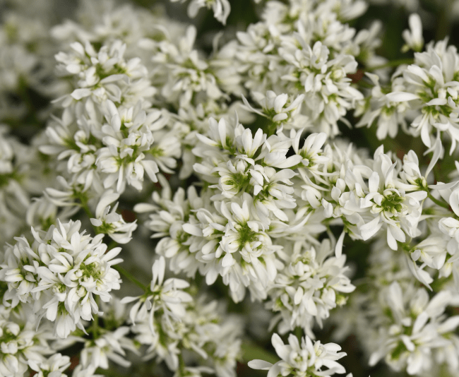 EUPHORBIA FLURRY_Photo courtesy of Ball FloraPlant