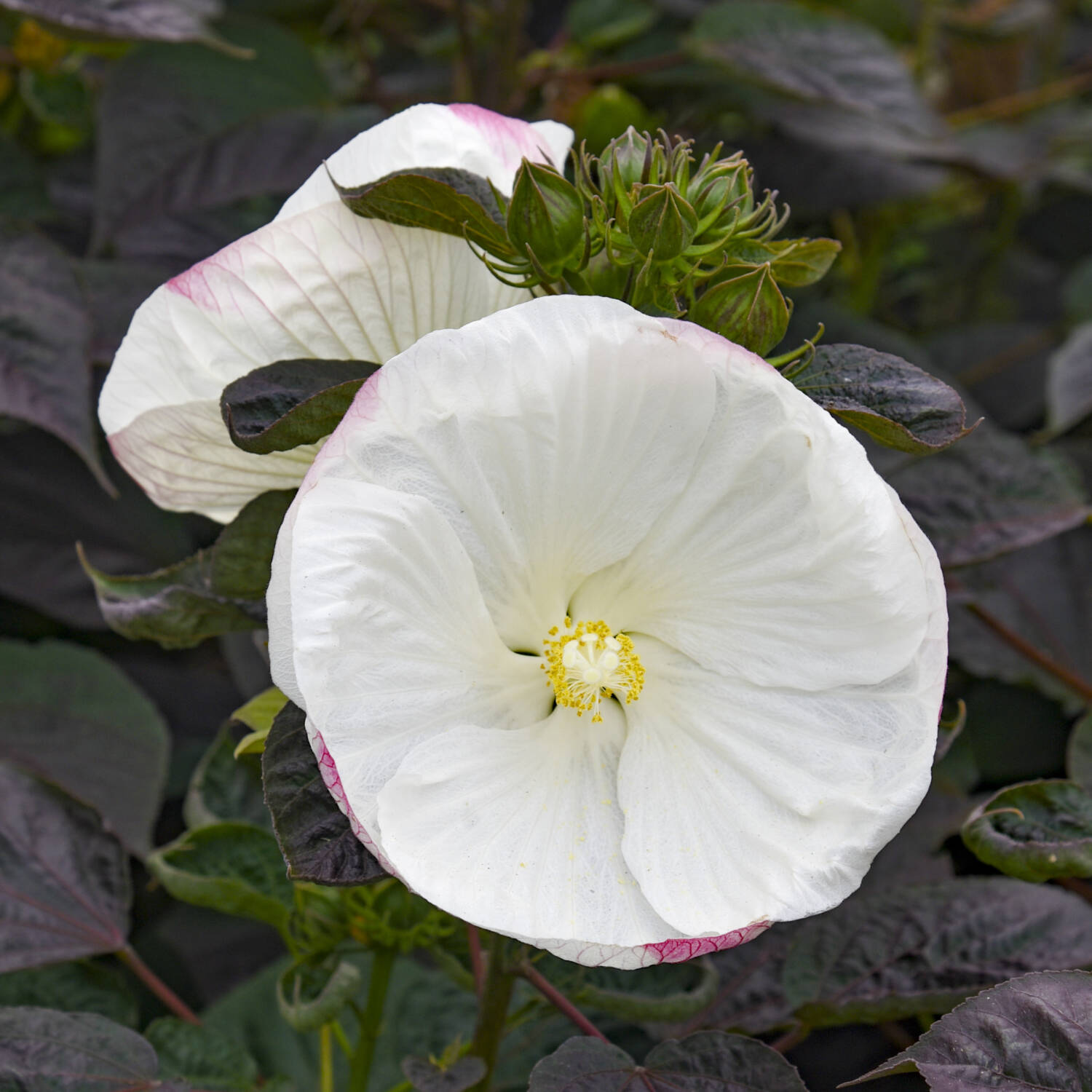 Hibiscus Summerific Cookies and Cream_Proven Winners