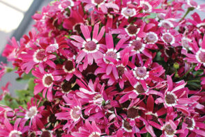 Pericallis Senetti Red Halo