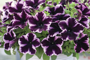 Petunia-Crazytunia-Cosmic-Violet