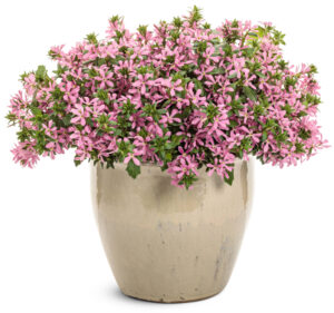 Scaevola Stardiva Pink_Proven Winners