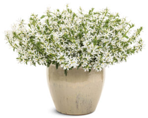 Scaevola Stardiva White_Proven Winners