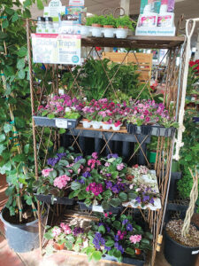 An assortment of African violets at Walter Andersen Nursery. Photo courtesy of Walter Andersen Nursery.