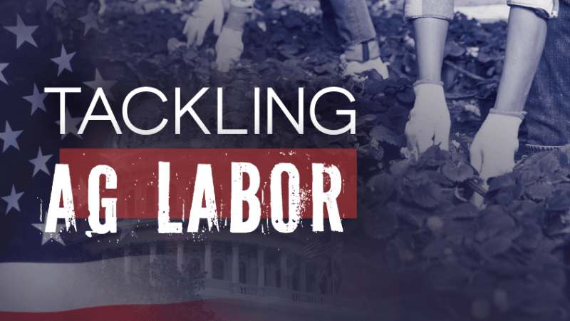 Tackling ag labor AmericanHort article in June 2024 GPN
