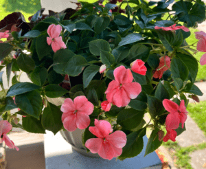 Impatiens 'Beacon Coral' by PanAmerican Seed