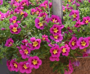 Calibrachoa Bumble Bee Hot Pink from Ball FloraPlant