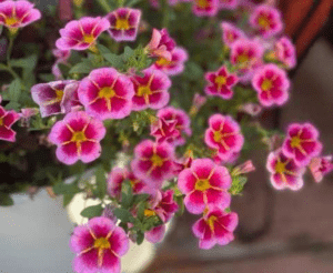 Calibrachoa 'Caliloco Starfire Rose' Westhoff