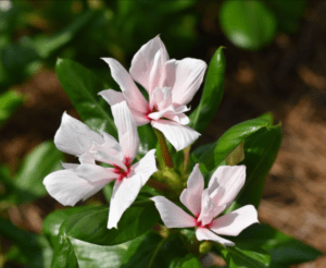 Catharanthus Soiree ‘Double White’ from Suntory