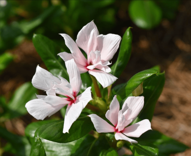 Catharanthus Soiree ‘Double White’ from Suntory
