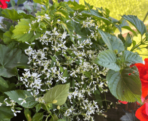 Euphorbia 'Star Dust White Flash' by Dümmen Orange.