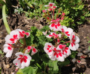 Geranium 'Santana White Splash' Dummen sized