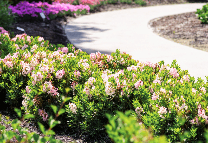 Rhododendron 'Bloombux Blush' -hedge Bloomin' Easy Plants