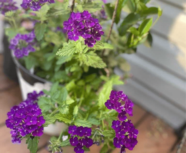 Verbena 'Empress Sun Kiss Blue' Dummen