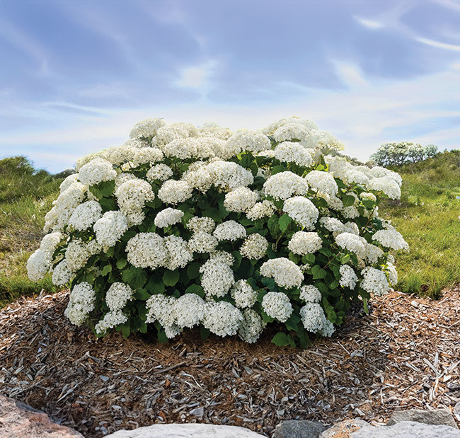 Bailey-Nurseries_First_Editions_FlowerFull_Smooth_Hydrangea_Round2_060-14239